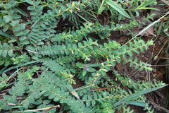 Crotalaria hebecarpa
